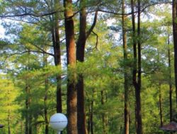 Dugaan Ilegalitas Pengelolaan Objek Wisata di Gowa, Poros Rakyat Sorot Hutan Konservasi.
