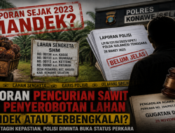 Kasus Dugaan Pencurian Sawit di Konsel Mengendap? Pelapor Tagih Kepastian Hukum